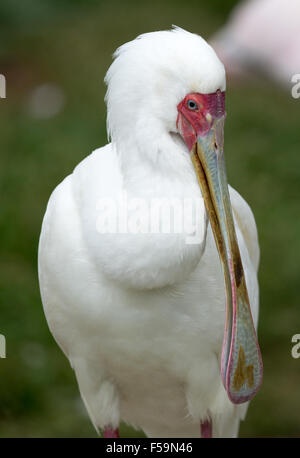 African Spatola (Platalea alba) adulti vista anteriore Foto Stock