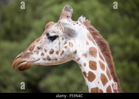 Testa giraffa reticolata Foto Stock
