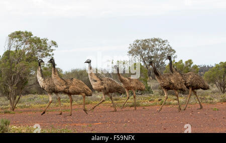 Vista panoramica del gregge di emu attraversando il paesaggio con treccia bassa macchia e in background in Flinders Ranges outback South Australia Foto Stock