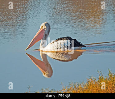 Pelican drifting su & riflessa nelle calme acque blu del lago al tramonto in Diamantina National Park in outback Australia Foto Stock