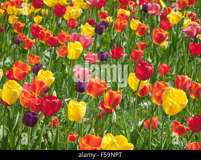 Un campo di tulipani in Giardino Botanico (Botaniska trädgården) di Lund in Svezia. Foto Stock