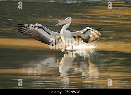 Pelican con ali distese di atterraggio su & riflesso in acque calme di Cooper Creek a Coongie Lakes National Park, outback SA Foto Stock