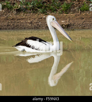 Pelican pagaiando su & riflessa in superficie a specchio di acqua di Cooper Creek a Coongie Lakes National Park, outback SA Foto Stock