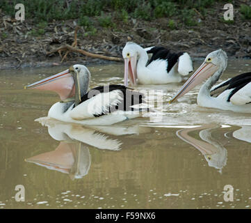 Gruppo di pellicani pesca, uno a base di pesce a bill altri seguenti, riflesso in acque calme di Cooper Creek outback Aust Foto Stock