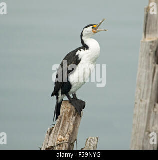 Pied, cormorano Phalacrocorax varius, con Bill wide open stridio, appollaiato su weathered pontile in legno post contro il mare blu Foto Stock