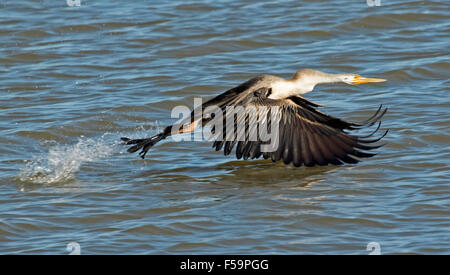 Australian snake colli darter Anhinga novaehollandiae in volo con i piedi a schizzi di acqua blu dell entroterra del lago durante la fase di decollo Foto Stock