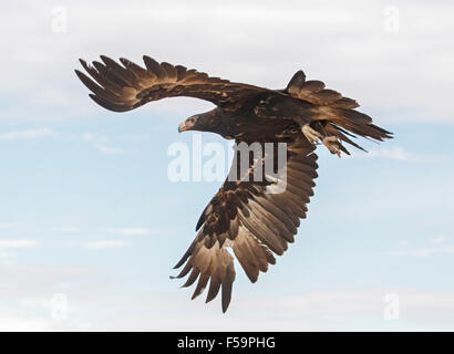 Splendida vista della maestosa cuneo-tailed eagle, Aquila audax, in volo, enormi ali estesa contro il cielo blu in outback Australia Foto Stock