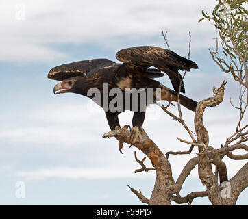 Cuneo-tailed eagle, Aguila audax, circa a lanciare in volo da albero morto con le ali sollevate contro il cielo blu in outback Australia Foto Stock