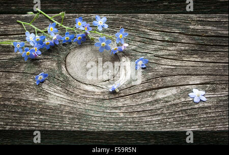 Dimenticare-me-non fiorisce su una superficie di legno Foto Stock