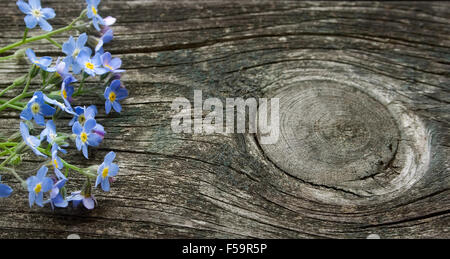 Dimenticare-me-non fiorisce su una superficie di legno Foto Stock