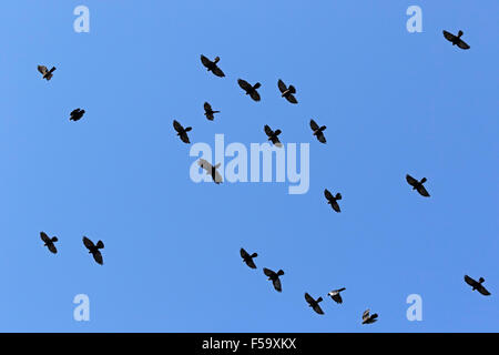 Gracchio alpino in volo, Alti Tauri Parco Nazionale della Carinzia, Austria, Europa / Pyrrhocorax graculus Foto Stock