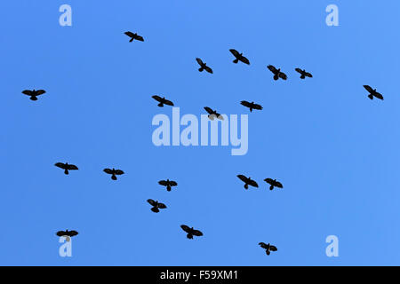 Gracchio alpino in volo, Alti Tauri Parco Nazionale della Carinzia, Austria, Europa / Pyrrhocorax graculus Foto Stock