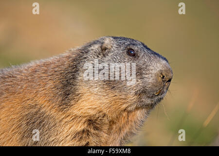 La marmotta alpina, Alti Tauri Parco Nazionale della Carinzia, Austria, Europa / Marmota marmota Foto Stock