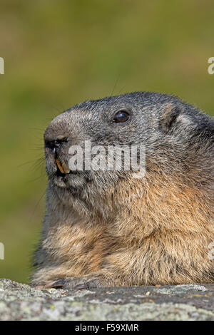 La marmotta alpina, Alti Tauri Parco Nazionale della Carinzia, Austria, Europa / Marmota marmota Foto Stock