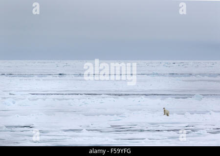 Orso polare sulla banchisa, Spitsbergen, Norvegia / EuropeUrsus maritimus Foto Stock