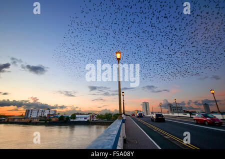 Un murmuration a Londra su Wandsworth Bridge Foto Stock