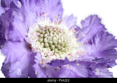 Scabious su sfondo bianco Foto Stock