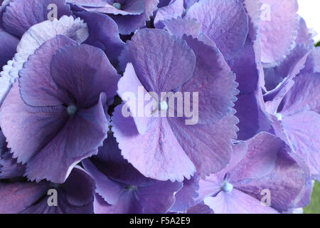 Lilac hydrangea. Primo piano Foto Stock