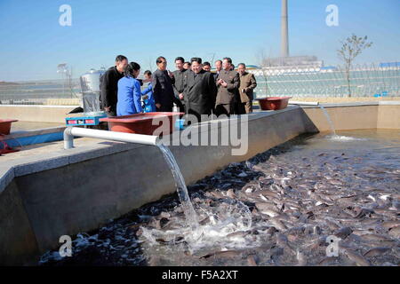 Pyongyang. 31 ott 2015. Foto fornita dalla Korean Central News Agency (KCNA) il 31 ott. 2015 mostra top leader della Repubblica Popolare Democratica di Corea (DPRK) Kim Jong Onu (C) fornendo orientamenti nel campo a Pyongyang Catfish agriturismo a Pyongyang, Repubblica democratica popolare di Corea. Credito: KCNA/Xinhua/Alamy Live News Foto Stock