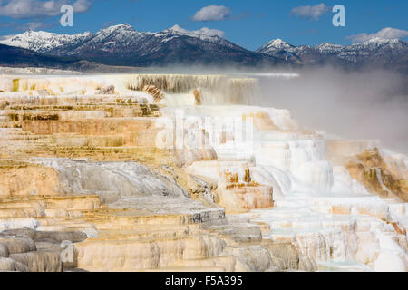 Molla delle Canarie, terrazze di travertino, Mammoth Hot Springs, il Parco Nazionale di Yellowstone, Wyoming USA Foto Stock