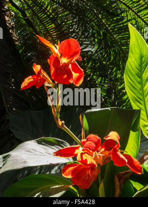 Fiori di colore rosso di New York il giardino botanico, il Bronx, NY, STATI UNITI D'AMERICA Foto Stock