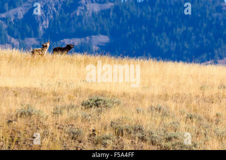 Lupi, Canis lupus, Lamar Valley, il Parco Nazionale di Yellowstone, Wyoming USA Foto Stock