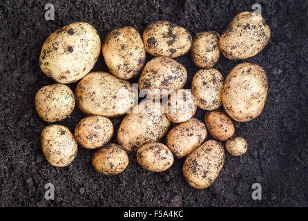 Appena sollevato organici di patate coltivate in un giardino in scuro ricco suolo, unwashed scelto focus, profondità di campo ridotta Foto Stock