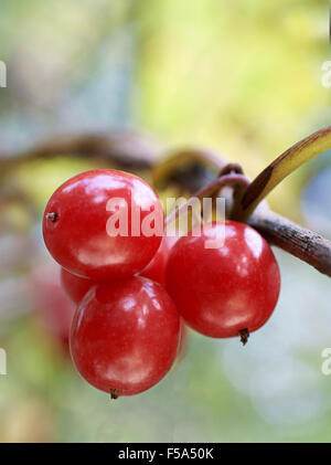 Macro shot di sostanze velenose selvatica bacche rosse di un impianto di bosco, camera per copiare lo spazio e il testo Foto Stock