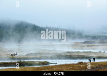 Elk, Cervus canadensis, in una nebbiosa mattina sul fiume Madison, il Parco Nazionale di Yellowstone, Wyoming USA Foto Stock