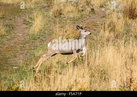 Mule Deer, Odocoileus hemionus, il Parco Nazionale di Yellowstone, Wyoming USA Foto Stock