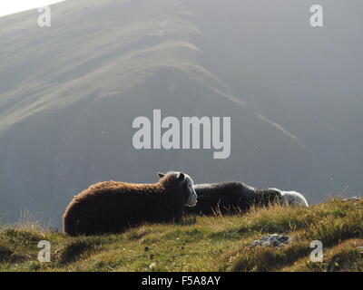 Soleggiato Herdwick pecore sulla collina erbosa fells al di sopra di Borrowdale Cumbria Lake District con pendici ombrose in background Foto Stock