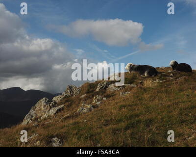 Herdwick pecore sul soleggiato fells rocciosa al di sopra di Borrowdale Cumbria Lake District con ombroso colline e cieli blu in background Foto Stock