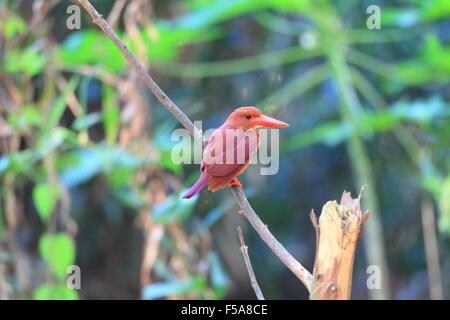 Ruddy Kingfisher (Halcyon coromanda major) in Giappone Foto Stock