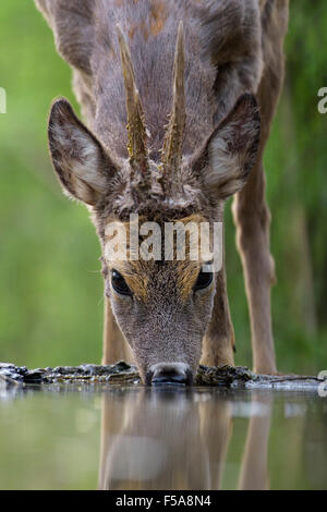 Il capriolo (Capreolus capreolus) roebuck bere alla foresta waterhole, Kiskunság National Park, Ungheria Foto Stock