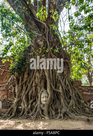 Testa di Buddha statua in bodhi tree (Ficus religiosa) radici, Wat Mahathat, Ayutthaya, Thailandia Foto Stock