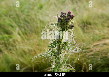 Spear thistle, nome latino Cirsium vulgare, avvolto in una ragnatela e coperte di rugiada Foto Stock