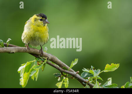 Eurasian maschio lucherino, nome latino Carduelis spinus appollaiato su un ramoscello verdeggiante. Noto anche come bBlack capo-cardellino, orzo bird Foto Stock