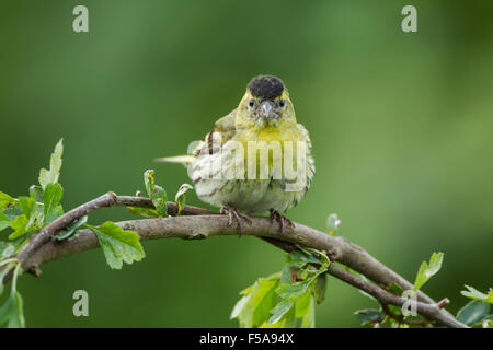 Eurasian maschio lucherino, nome latino Carduelis spinus appollaiato su un ramoscello verdeggiante. Noto anche come bBlack capo-cardellino, orzo bird Foto Stock