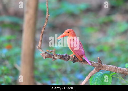 Ruddy Kingfisher (Halcyon coromanda major) in Giappone Foto Stock