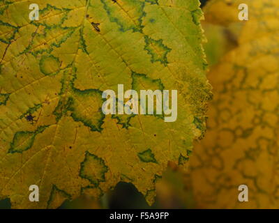 Close up di oro giallo e verde dei modelli di decadendo foglie di autunno di inglese olmo (Ulmus procera) che mostra la vena parallelo dettagli Foto Stock