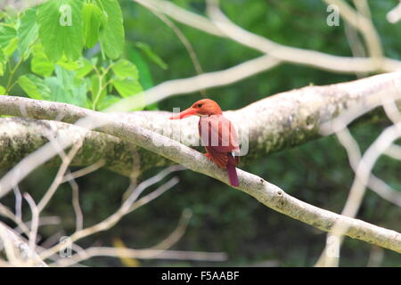 Ruddy Kingfisher (Halcyon coromanda major) in Giappone Foto Stock