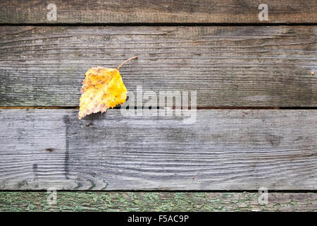 Giallo autunno foglie giace su un grigio scuro tavolo in legno fatto di schede, foto di sfondo texture Foto Stock