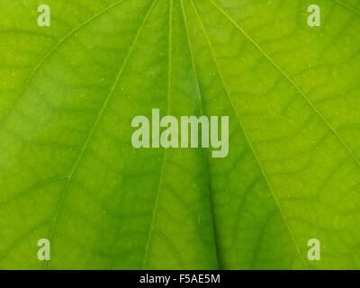 Closeup Snowy Orchid leaf come sfondo Foto Stock