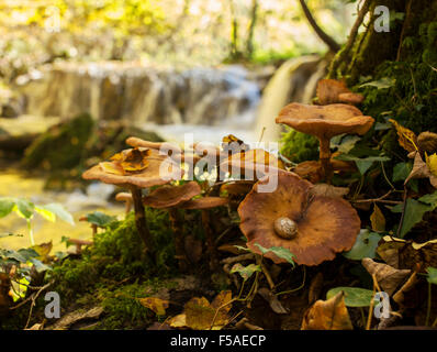 Lumaca di prendere un periodo di riposo in un fungo. Foto Stock