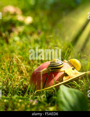 Due lumache strisciando su un apple. Foto Stock