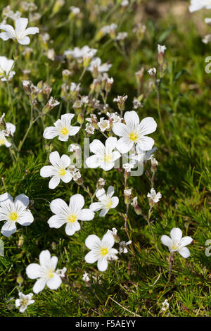 Larice Sandwort foglia, Lärchennadel-Miere, Lärchenblättrige Miere, Nadelblättrige Miere, Hainkraut, Minuartia laricifolia Foto Stock