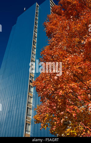 Rosso acero in autunno con blu acciaio ondulato sul rivestimento highrise edificio di appartamenti Foto Stock