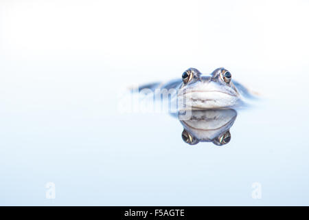 Blue moor frog giacente in acqua con la riflessione Foto Stock