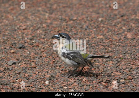 Comune (fringuello Fringilla coelebs moreletti) nelle Azzorre Foto Stock