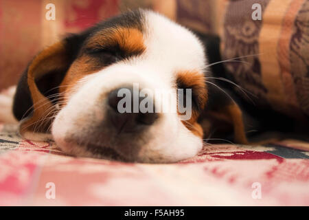 Beagle cucciolo che dorme sul divano Foto Stock